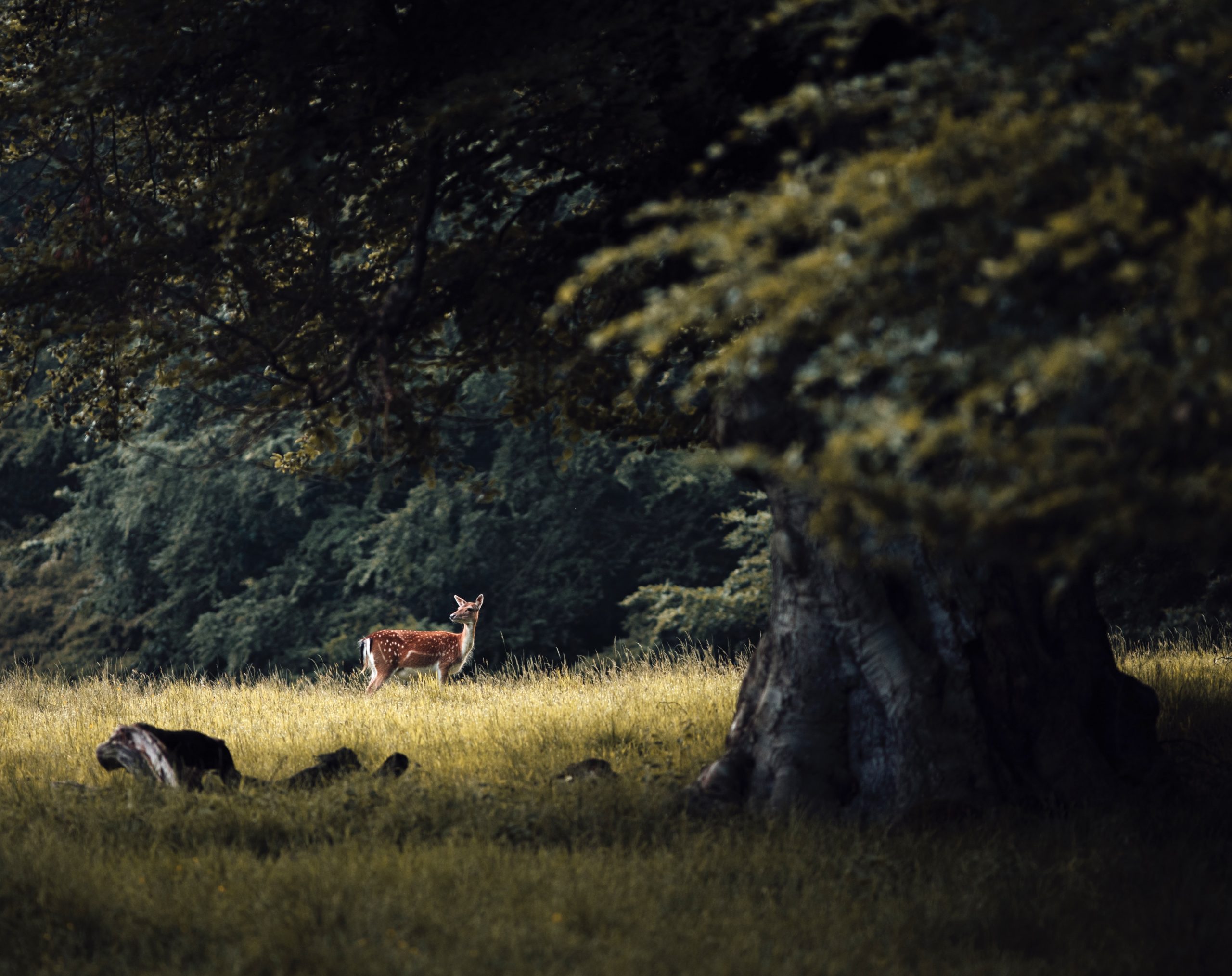 Walk Wild - Deer Park - Copenhagen