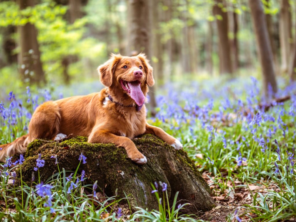 Dog Walks in Hampshire